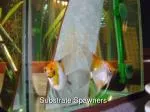 Substrate Spawners - slide 1