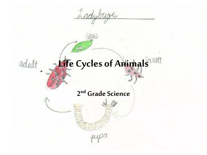 life cycles of animals