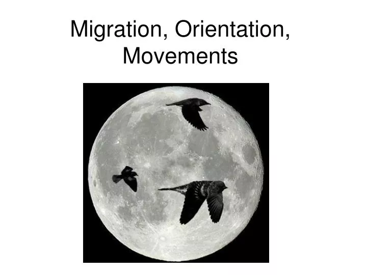 migration orientation movements