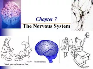 Chapter 7 The Nervous System