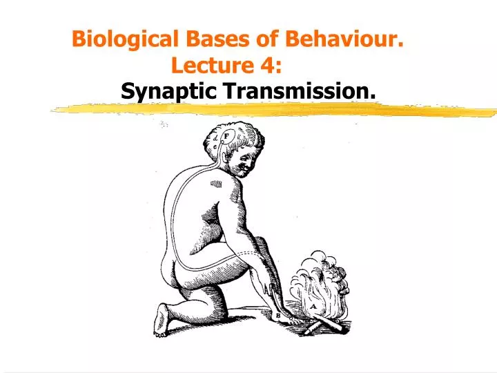 biological bases of behaviour lecture 4 synaptic transmission