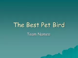The Best Pet Bird