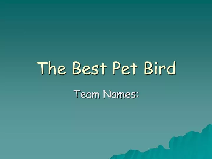 the best pet bird
