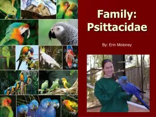 Family: Psittacidae