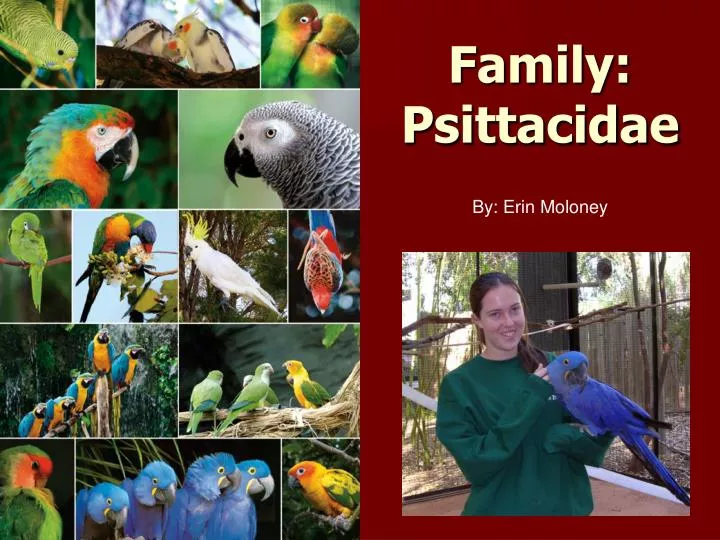 family psittacidae