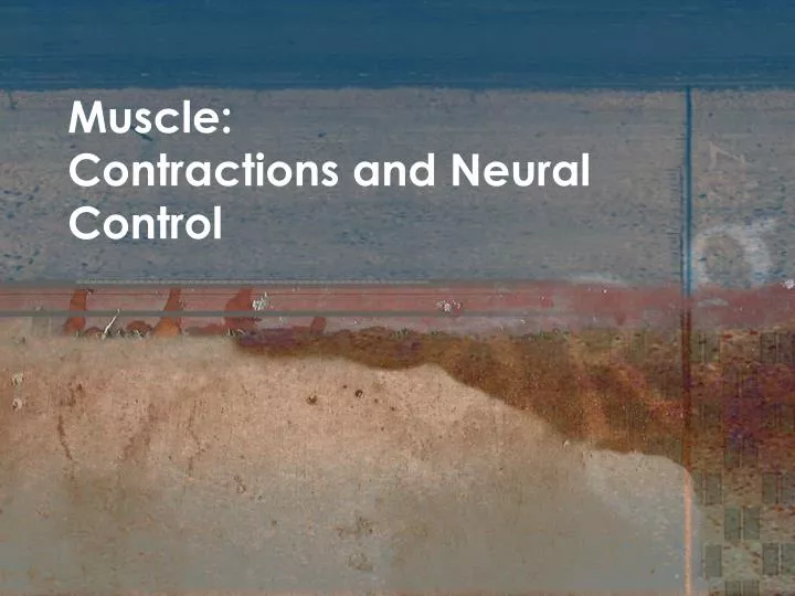 muscle contractions and neural control