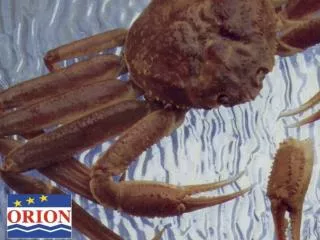 History, Market Analysis and Future Perspective on Snow Crab from the Gulf of St. Lawrence