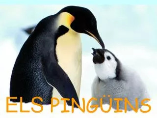 ELS PINGÜINS