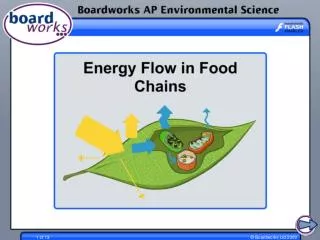 Energy flow through ecosystems