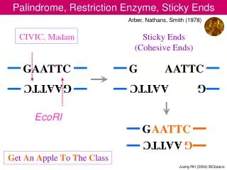 Palindrome, Restriction Enzyme, Sticky Ends