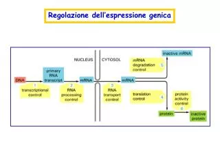 Regolazione dell’espressione genica