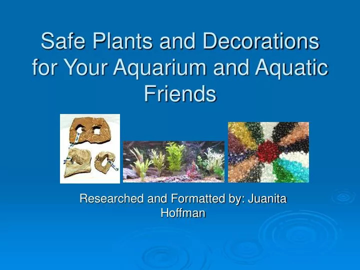 safe plants and decorations for your aquarium and aquatic friends