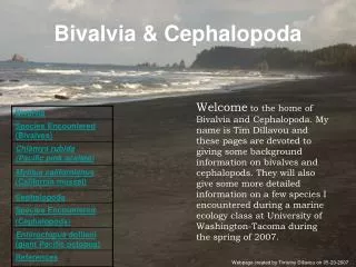 Bivalvia &amp; Cephalopoda