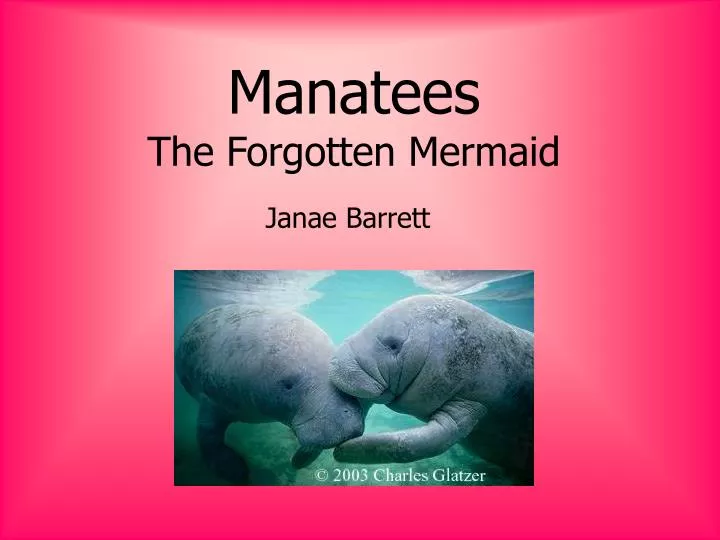 manatees the forgotten mermaid