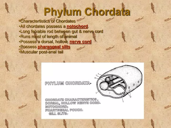 phylum chordata