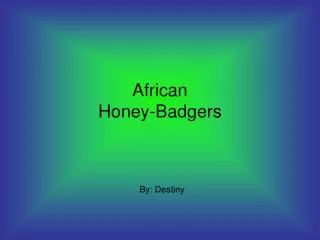 African Honey-Badgers