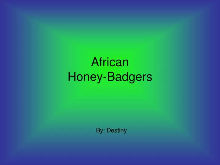 african honey badgers