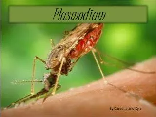 Plasmodium