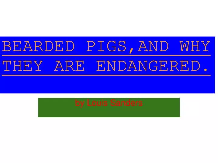 bearded pigs and why they are endangered