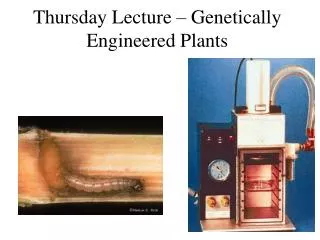 Thursday Lecture – Genetically Engineered Plants