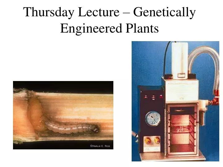 thursday lecture genetically engineered plants