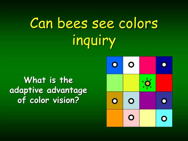 can bees see colors inquiry