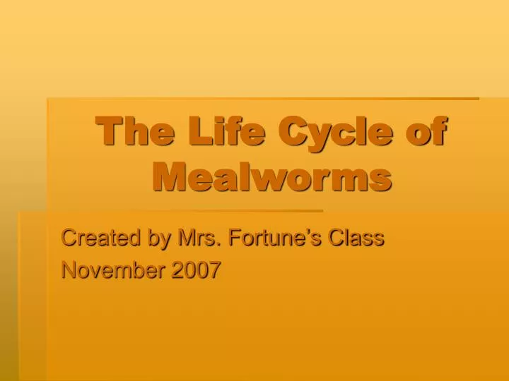 the life cycle of mealworms