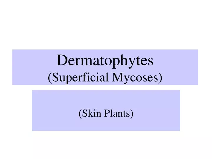 dermatophytes superficial mycoses