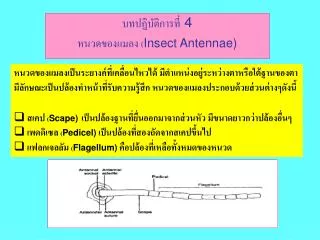 บทปฏิบัติการที่ 4 หนวดของแมลง ( Insect Antennae)