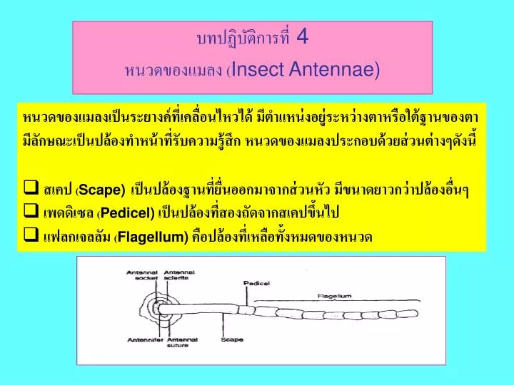 4 insect antennae