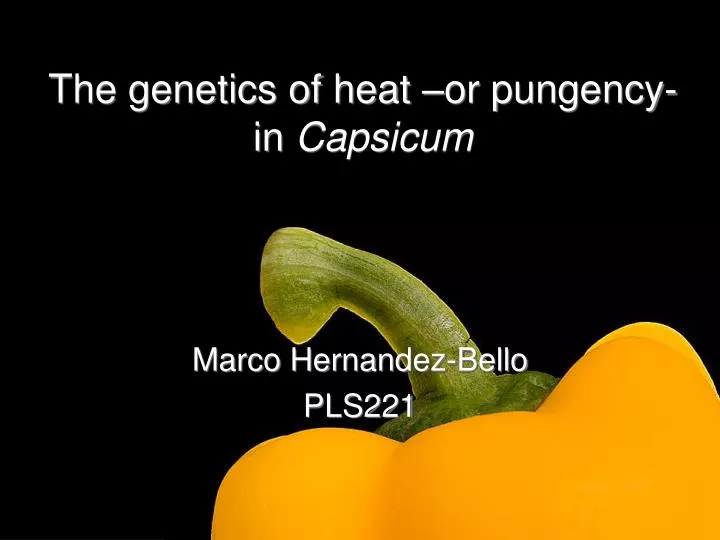 the genetics of heat or pungency in capsicum