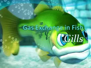 Gas Exchange in Fish