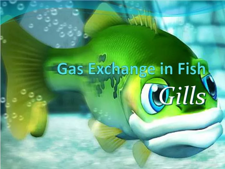 gas exchange in fish