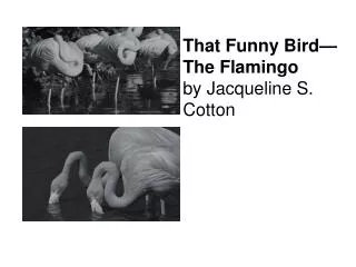 That Funny Bird—The Flamingo by Jacqueline S. Cotton