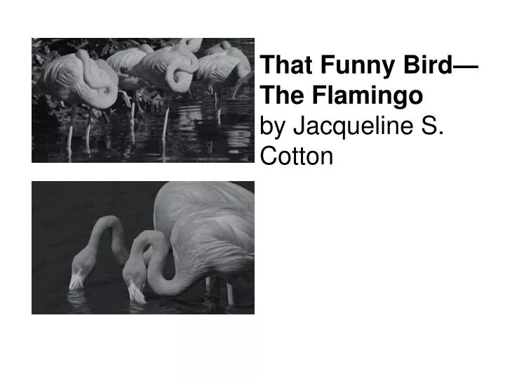 that funny bird the flamingo by jacqueline s cotton