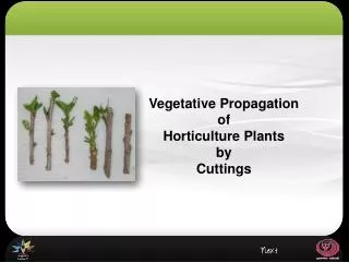 Vegetative Propagation of Horticulture Plants by Cuttings
