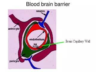 Blood brain barrier