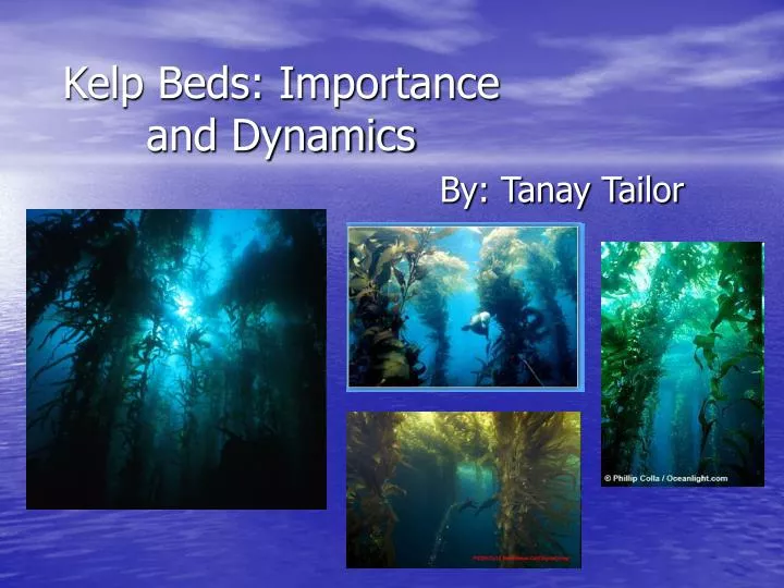 kelp beds importance and dynamics