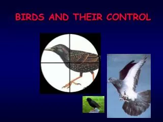 BIRDS AND THEIR CONTROL