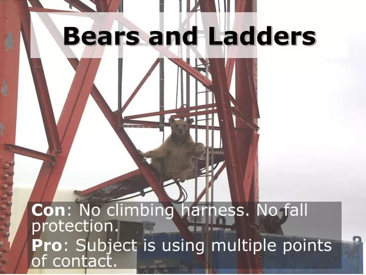 bears and ladders