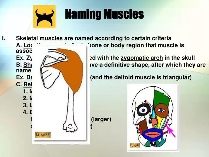 naming muscles