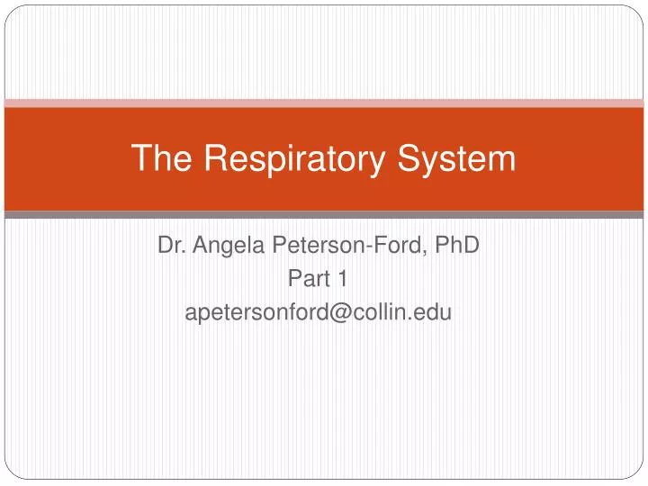 the respiratory system