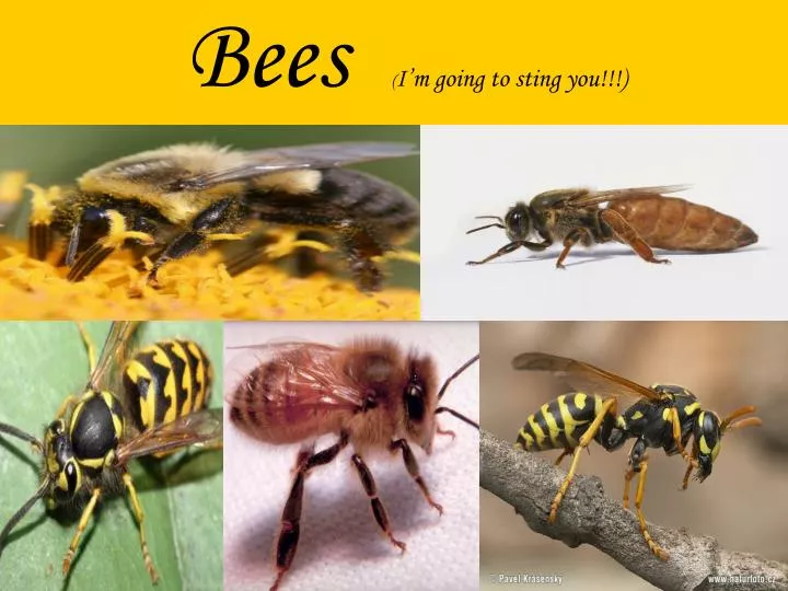 bees i m going to sting you