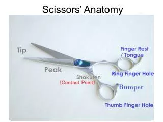 Scissors’ Anatomy
