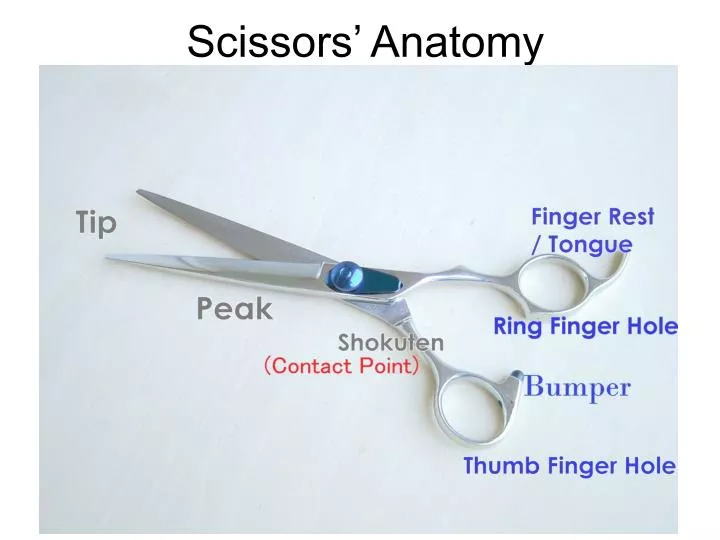 scissors anatomy