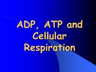 ADP, ATP and Cellular Respiration