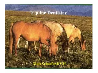 Equine Dentistry