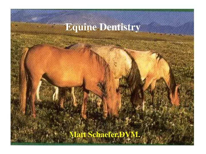 equine dentistry