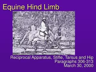 Equine Hind Limb