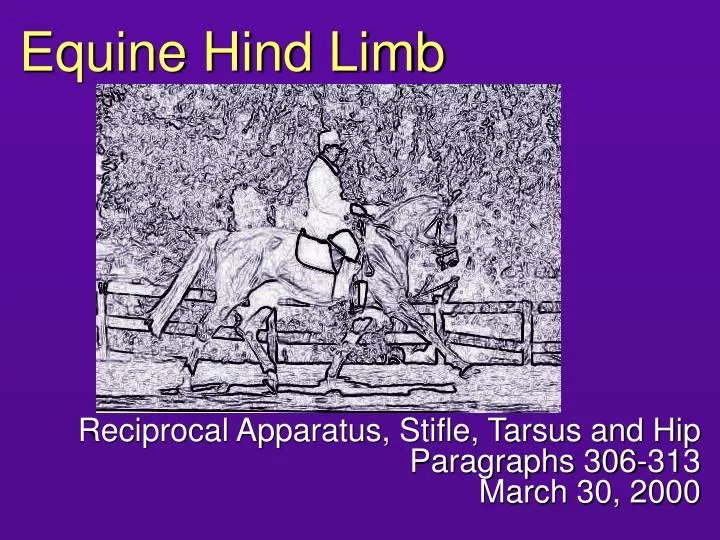 equine hind limb